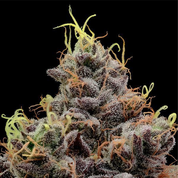 Think Tank (Anesia Seeds) Feminiserade