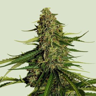 Gaia F1 Auto (Royal Queen Seeds) feminiserade cannabisfr&ouml;n