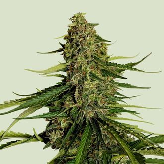 Gaia F1 Auto (Royal Queen Seeds) Feminiserade