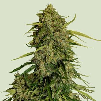 Atlas F1 Auto (Royal Queen Seeds) Feminiserade