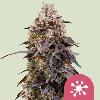 Sticky Queen (Royal Queen Seeds) Feminiserade cannabisfr&ouml;n
