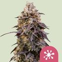 Sticky Queen (Royal Queen Seeds) Feminiserade
