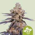 Mexican Rush Auto (Royal Queen Seeds) Feminiserade