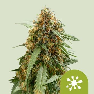 Sticky Queen Auto (Royal Queen Seeds) Feminiserade