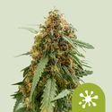 Sticky Queen Auto (Royal Queen Seeds) Feminiserade