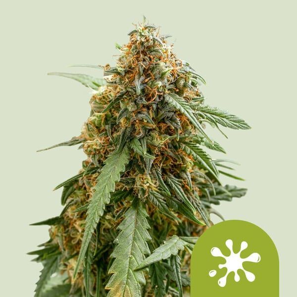 Sticky Queen Auto (Royal Queen Seeds) Feminiserade
