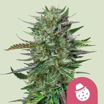 Do-Si-Dos (Royal Queen Seeds) Feminiserade