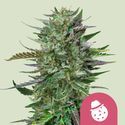 Do-Si-Dos (Royal Queen Seeds) Feminiserade
