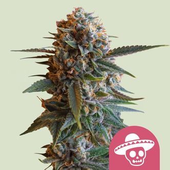 Mexican Rush (Royal Queen Seeds) Feminiserade