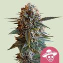 Mexican Rush (Royal Queen Seeds) Feminiserade