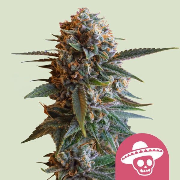 Mexican Rush (Royal Queen Seeds) Feminiserade