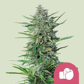 Purple Punch (Royal Queen Seeds) Feminiserade