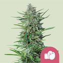 Purple Punch (Royal Queen Seeds) Feminiserade