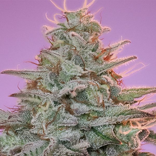 Sinai (Anesia Seeds) Feminiserade