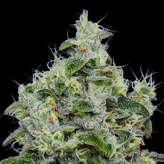 Dankberry Auto (Anesia Seeds) Feminiserade