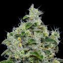 Dankberry Auto (Anesia Seeds) Feminiserade