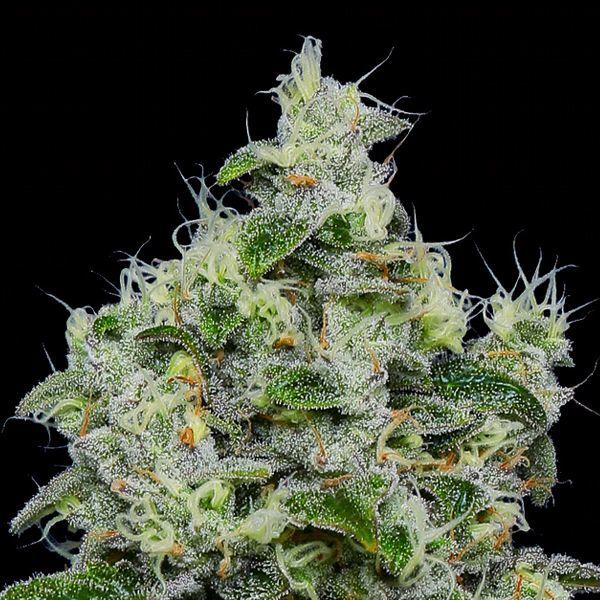 Dankberry Auto (Anesia Seeds) Feminiserade