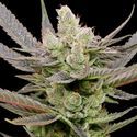 Glowberry Rush Auto (Anesia Seeds) Feminiserade