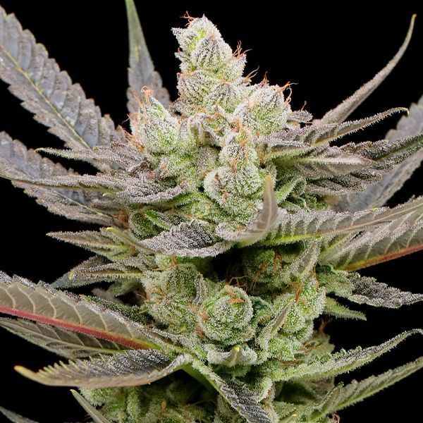 Glowberry Rush Auto (Anesia Seeds) Feminiserade