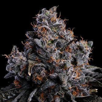 Grape Pop Rocks Auto (Anesia Seeds) Feminiserade
