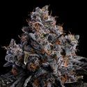 Grape Pop Rocks Auto (Anesia Seeds) Feminiserade
