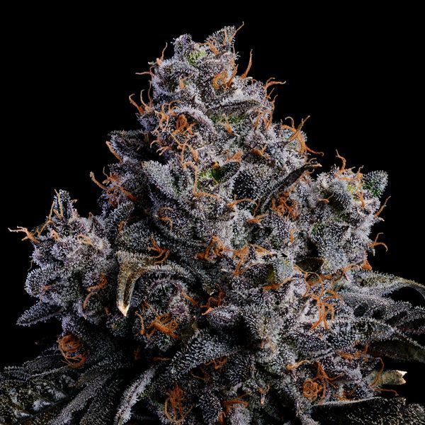 Grape Pop Rocks Auto (Anesia Seeds) Feminiserade
