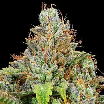 Sticky Boof Auto (Anesia Seeds) Feminiserade cannabisfr&ouml;n