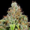 Sticky Boof Auto (Anesia Seeds) Feminiserade