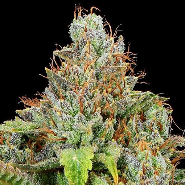 Sticky Boof Auto (Anesia Seeds) Feminiserade