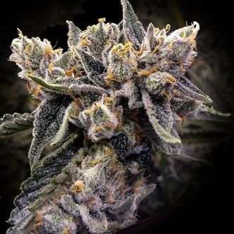 Bruised Banana (DNA Genetics) Feminiserad