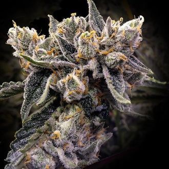 Bruised Banana (DNA Genetics) Feminiserade