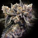Bruised Banana (DNA Genetics) Feminiserade