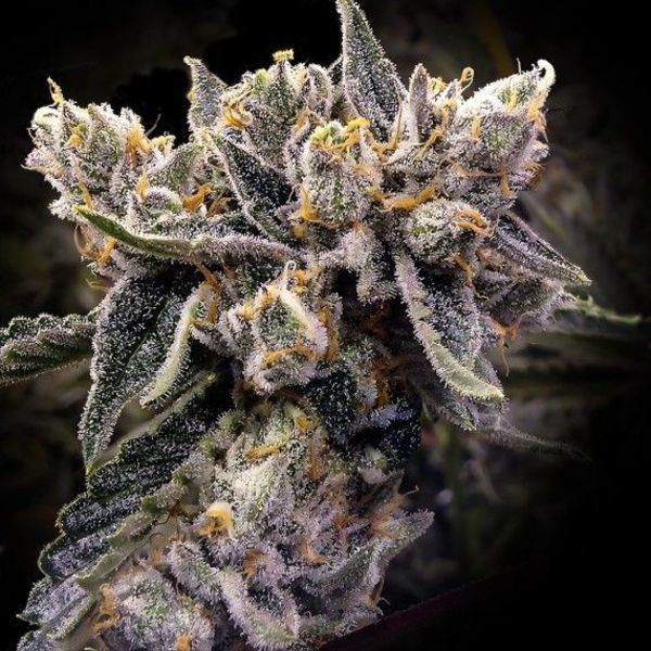 Bruised Banana (DNA Genetics) Feminiserade