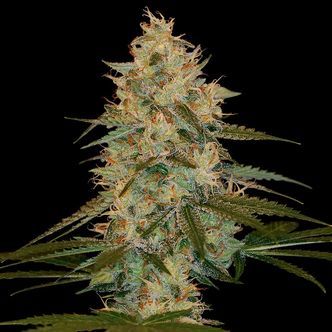 Chocolope Kush (DNA Genetics) Feminiserade cannabisfr&ouml;n