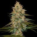 Chocolope Kush (DNA Genetics) Feminiserade