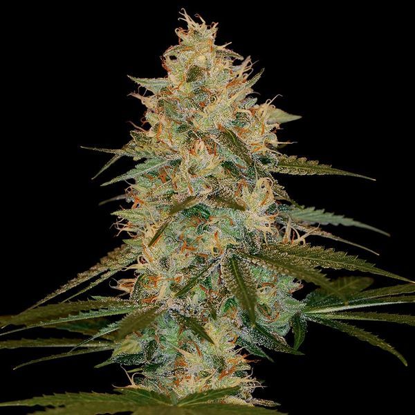 Chocolope Kush (DNA Genetics) Feminiserade