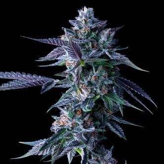 Chocolope (DNA Genetics) Feminiserade