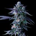 Chocolope (DNA Genetics) Feminiserade