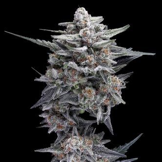 HG23 &auml;ven k&auml;nd som Michael Jordan (DNA Genetics) feminiserade cannabisfr&ouml;n