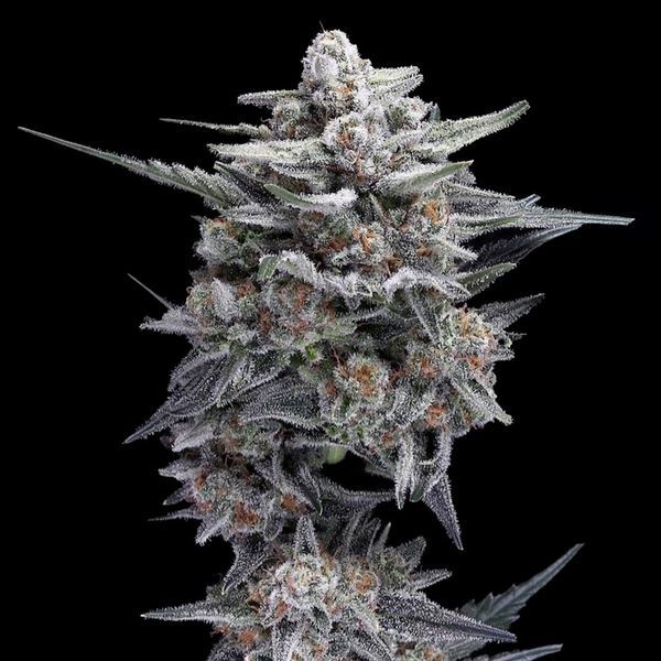 HG23 aka Michael Jordan (DNA Genetics) Feminiserade