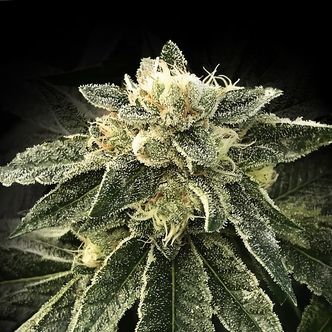White Chocolope (DNA Genetics) Feminiserade