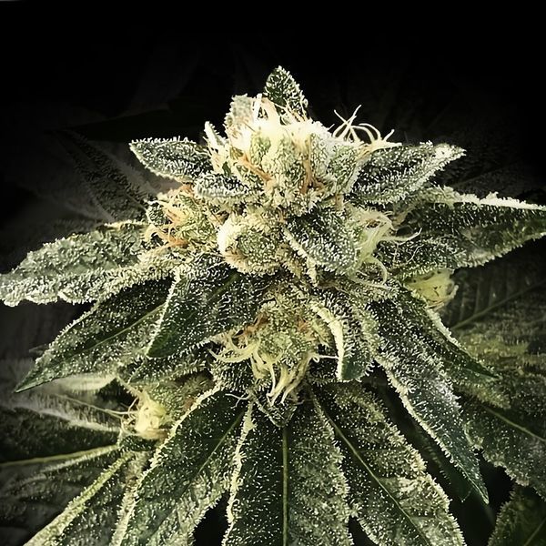 White Chocolope (DNA Genetics) Feminiserade