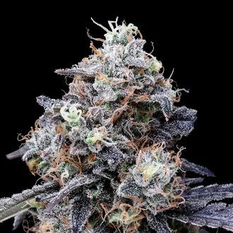 MACmelon Auto (DNA Genetics) Feminiserade