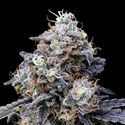 MACmelon Auto (DNA Genetics) Feminiserade