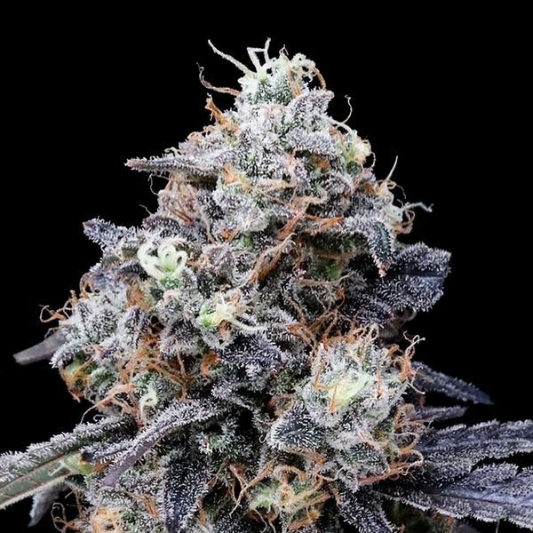 MACmelon Auto (DNA Genetics) Feminiserade