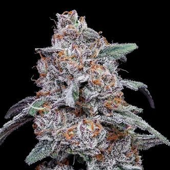 Purple People Eater Auto (DNA Genetics) feminiserad