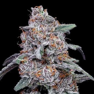 Purple People Eater Auto (DNA Genetics) Feminiserade