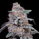 Purple People Eater Auto (DNA Genetics) Feminiserade
