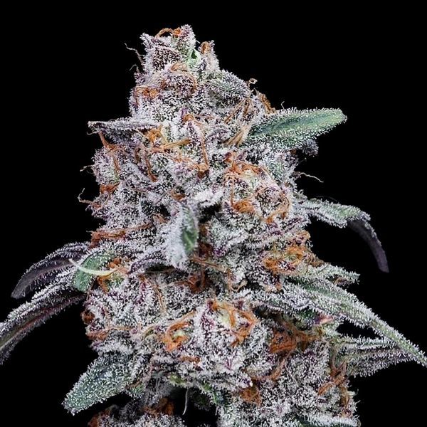 Purple People Eater Auto (DNA Genetics) Feminiserade