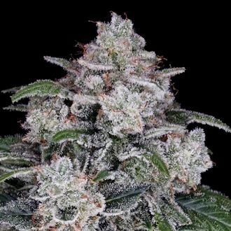Return of the MAC Auto (DNA Genetics) Feminiserade
